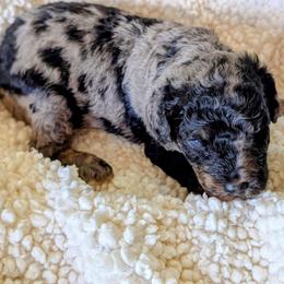 Bergie - Blue merle male Bernedoodle puppy in Sparta, Missouri from Sis' Doodles & Poodles