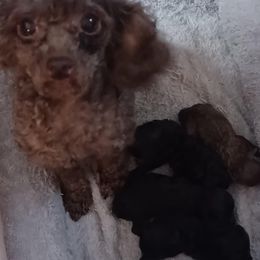 Precious - Poodle