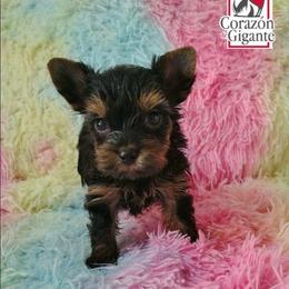 Thor - Black and tan male Yorkshire Terrier puppy in California from Corazon de gigante