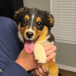 Polka-Dot - Black tri female Miniature Australian Shepherd puppy in Laconia, Indiana from Beasley Acres Aussies