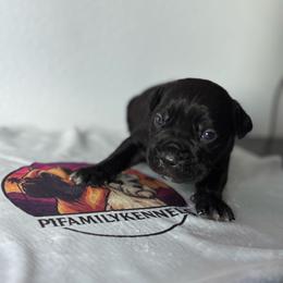 Boy 3 - Black male Cane Corso puppy in Perris, California from P1 Family Canines