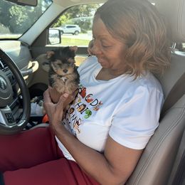 Biewer Terrier and Yorkshire Terrier Puppies from South Georgia Yorkies and Biewers