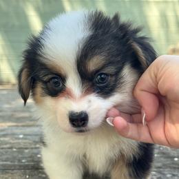 Ziggy fluffy (blue) - Black and tan male American Corgi puppy in East Oakdale, California from Rhettro Kennels