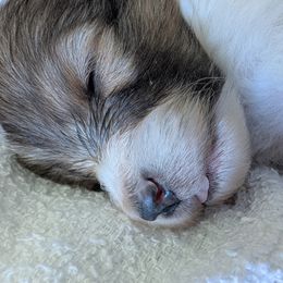 Summer - Sable and white female Shetland Sheepdog puppy in Chandler, Arizona from Az K9 Companions
