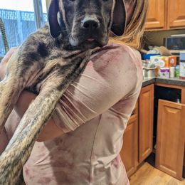 Girl 1 - Mastiff puppy in Rotterdam, New York from Geier's English Mastiff's🐾❤️