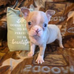 Dudley - Lilac male Boston Terrier puppy in Manchester, Iowa from Stogdill's Baby Bullies
