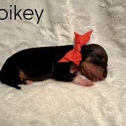 Spikey - Black male Great Dane puppy in Westland, Georgia from Black Tie Danes