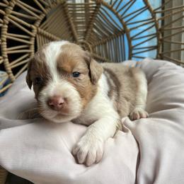 Kristoff - Red merle male Australian Shepherd puppy in Grants Pass, Oregon from Carmel Mountain Aussies
