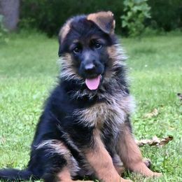 GIRL 3 PINK - German Shepherd puppy from Von Palmore Hof