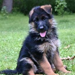 GIRL 3 PINK - German Shepherd puppy from Von Palmore Hof