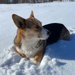 Sophie - Pembroke Welsh Corgi