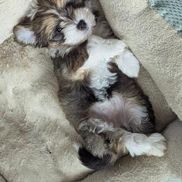 Havanese Puppies from Chaenzo
