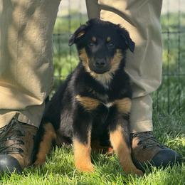 Basil - Black tri male Miniature Australian Shepherd puppy in Medical Lake, Washington from MAS Gone Rogue