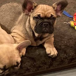 French Bulldogs from Margaret Valentine