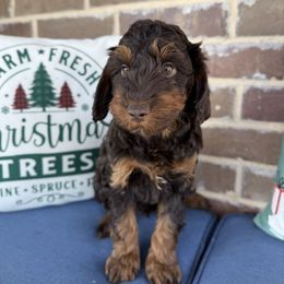 Boy 2 - Brown and white male Aussiedoodle puppy in Paradise, Texas from Diamond Z Poodles & Doodles