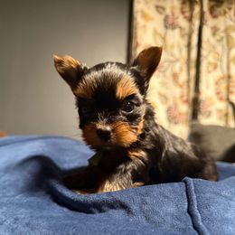 Green Girl - Black and tan female Yorkshire Terrier puppy in Boone, North Carolina from Coffeycup Yorkies