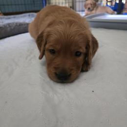 Orange collar Zeus - Dark golden male Golden Retriever puppy in Portland, Oregon from Mount Hood Golden Retrievers