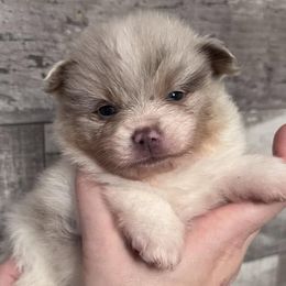 Pomeranians from Pomeranian Boutique