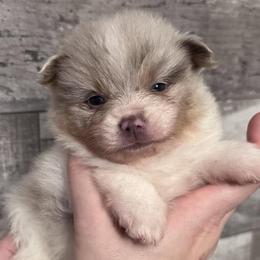 Pomeranians from Pomeranian Boutique