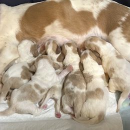 Basset Hound puppies from Heyliger Hounds