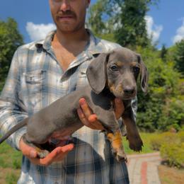 Chief - Blue and tan male Dachshund puppy in Augusta, Georgia from Cherokee Hill Dachshunds