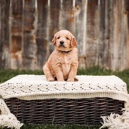 Goldendoodle Puppies from 307 Doodles