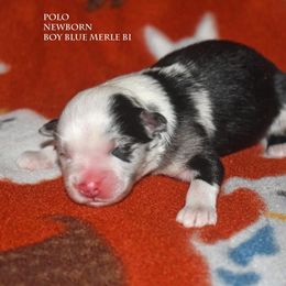 Polo - Blue merle male Miniature Australian Shepherd puppy in Patterson, North Carolina from DreamLine Aussies