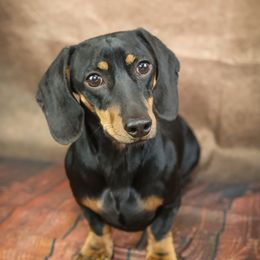 Mosey - Dachshund