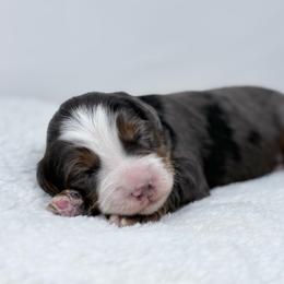Hudson - Blue merle male Bernedoodle puppy in Fleming, Colorado from Vandenbark Doodles