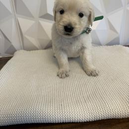 Green collar - Light golden male Golden Retriever puppy in Radcliff, Kentucky from It’s A Golden Life