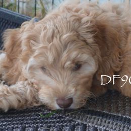 DF9041 - Caramel cream female Australian Labradoodle puppy in Easley, South Carolina from Royal Diamond Labradoodles