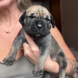 Onyx (Black Collar) - Reddish brown male Boerboel puppy in Manitowoc, Wisconsin from Mae Boerboel