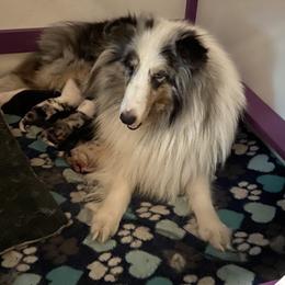 Fallyn - Shetland Sheepdog