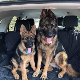German Shepherds from Pawfect Shepherds