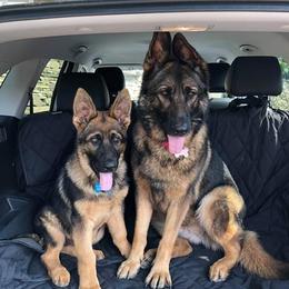 German Shepherds from Pawfect Shepherds