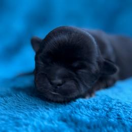 ALK-Raven - Black and white female Shih Tzu puppy in Paintsville, Kentucky from Molly B's ShihTzus
