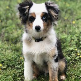 Miniature Australian Shepherds and Toy Australian Shepherds from RockinC/ Quarter Horses & Mini Aussies