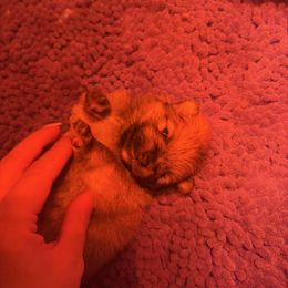 Theodore (Theo) - Cream sable male Pomeranian puppy in Lillington, North Carolina from Dignified Poms