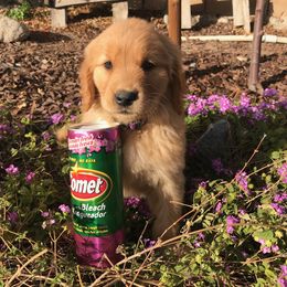 Australian Shepherd and Golden Retriever Puppies from Sterling Valleys Goldens and Aussies