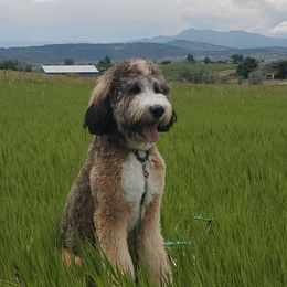 Bernedoodles from Pura Vida Bernedoodles