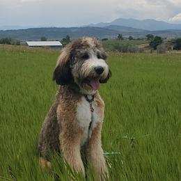 Bernedoodles from Pura Vida Bernedoodles
