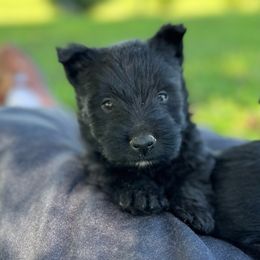 Scottish Terrier and Toy Australian Shepherd Puppies from Pecan Creek