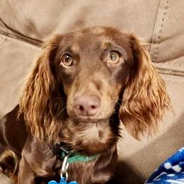 Remi - Dachshund