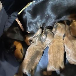 Dachshunds from Portier’s Mini Dachshunds