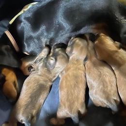Dachshunds from Portier’s Mini Dachshunds