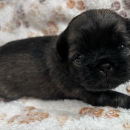 Full AKC Charlotte - Fawn sable female Pekingese puppy in Pennsylvania from Triple I Pekes
