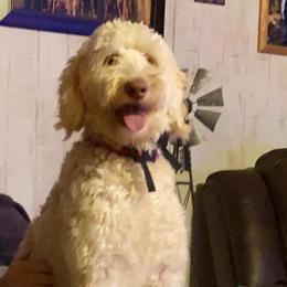 Labradoodles and Poodles from Gastineau Doodles