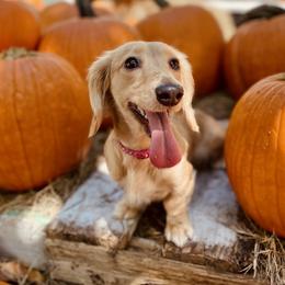 Nala - Dachshund