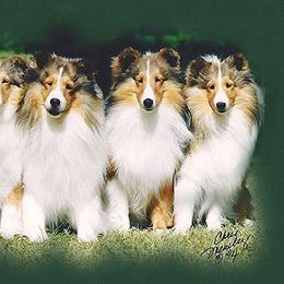 Shetland Sheepdog Puppies from Shalamar Shelties