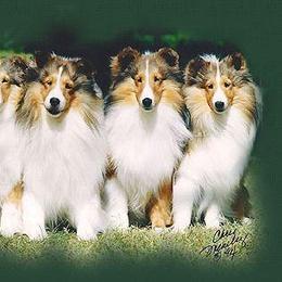 Shetland Sheepdog Puppies from Shalamar Shelties